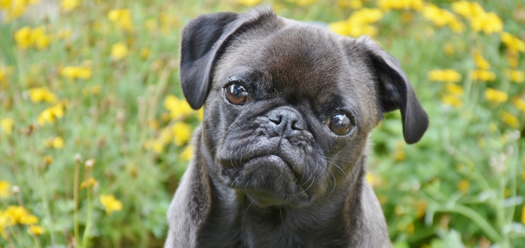 pug-3654360_1920